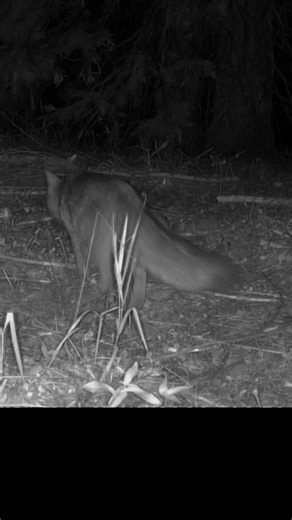 Night Shift On The Forest | Gray Fox #trailcam #wildlife