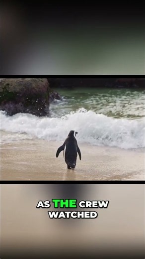 Emotional Wildlife Release: Happy Feet's Journey Home #shorts