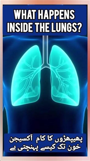 What happens inside the lungs?#lungs #facts #lifeisbutadream