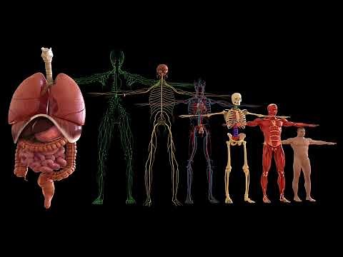 What is Fascia, and Why is it Important?