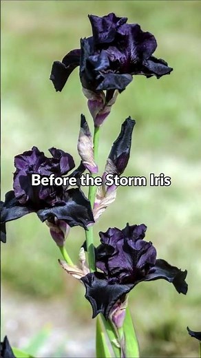 The Dark Side of Beauty 🖤 5 Black Flowers You’ll Love