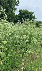 The poison hemlock plant is considered an invasive species and has overtaken much of the area. It's a member of the carrot family, which may seem harmless, but it's actually very dangerous. https://www.wlwt.com/article/poison-hemlock-plant-cincinnati-invasive-removal/60977733 | WLWT