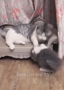 265K views · 5.5K reactions | Challenge not to laugh with funny cat situations #Cats #CuteCats #FunnyCats Join my group :  We Love Cats ☑️ . Thank you so much ❤ | Cats Animal | Facebook