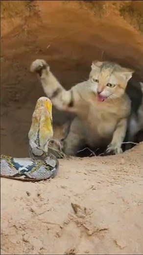 This Cat Didn’t React Like the Snake Expected… #wildlifefacts #shorts