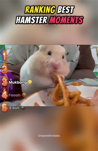 Ranking Best Hamster Moments