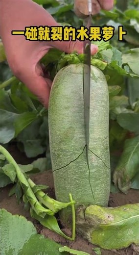 一碰就裂的水果萝卜Fruit radish that cracks at a touch #whatdoweeatinchina #food #delicious
