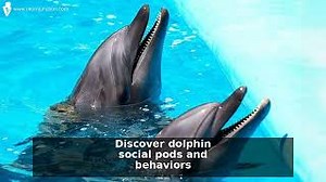 50  Fun And Fascinating Dolphin Facts for Kids Video - MomJunction