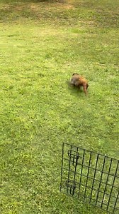 2.3K views · 3.6K reactions | A happy way to start the week. Yet another groundhog was rescue, rehabbed and released back to their home area in just a few weeks! #easter #rescue #rehab #release #rescueandrelease #rehabandrelease #wildliferescue #wildliferehab #clt #nonprofit #wildlife | Carolina Wildlife Conservation Center | Facebook