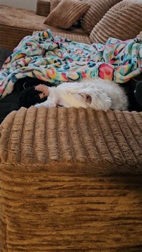 Yoda is Pouting 'Cause He Can't Go Out.