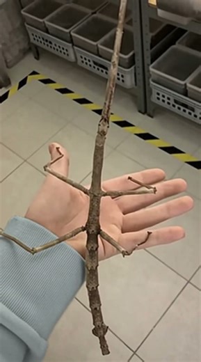 Insect Transformation. Before & After, Small to Huge ! 😬😬