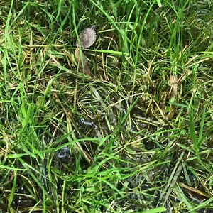 7.5M views · 8.7K reactions | Baby alligator snapping turtle in the creek this morning! | Slugs & Bugs | Facebook