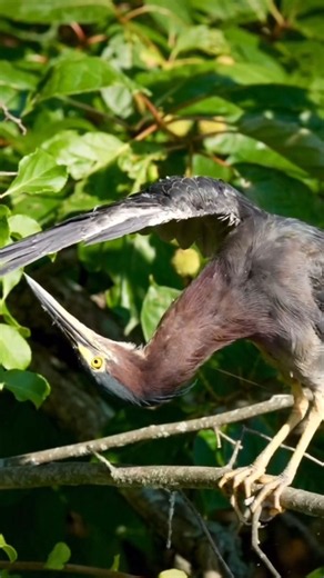 Green heron feather care: A fascinating bird behavior explained