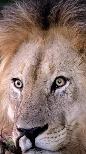 10K reactions · 397 shares | A lion’s stare—powerful, piercing, and impossible to ignore. With eyes locked onto its surroundings, every glance is filled with intent—whether it’s sizing up prey, watching over its pride, or asserting dominance. That intense gaze is a reminder that in the wild, the king sees all. #MabulaPrivateGameReserve #WildlifeWednesday #lionlove #Wildlife #lionking #wildlifephotography | Mabula Game Lodge | Facebook