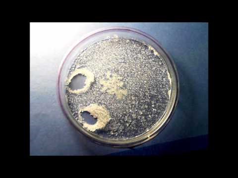 Time Lapse - Salt Crystals forming as water evaporates