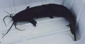 Medio oficialista en Cuba publica recetas para cocinar claria