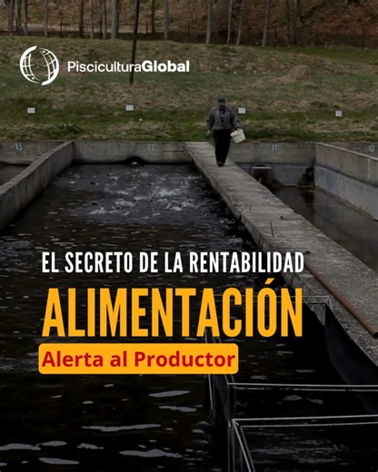 ⚠️ ¿Tus peces comen o tu dinero se hunde? ¿Sabías que el 70% de tu inversión se va en alimento? 💸 Pero hay una "fuga" silenciosa en muchas granjas que nadie quiere admitir. Calcular la ración diaria no requiere un doctorado en matemáticas, requiere COMPROMISO. 🚫 El error más común (y costoso) no es el cálculo, es la ejecución. La triste realidad operativa: Muchos operarios, al saltarse una ración por descuido o pereza, terminan arrojando el alimento sobrante al estanque antes del inventario pa