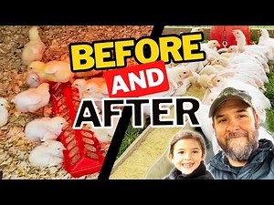 From Brooder to Pasture: Broiler Chicks' New Chicken Tractor Home