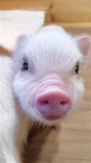 Cutest Tiny Piglets You've Ever Seen! 🥰🐷 