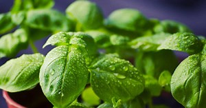 Nos astuces pour congeler du basilic