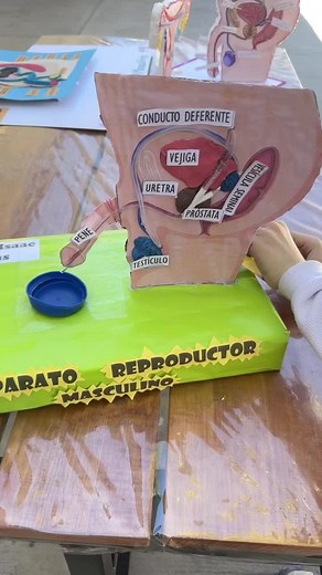 Maqueta del Aparato Reproductor Masculino y Femenino