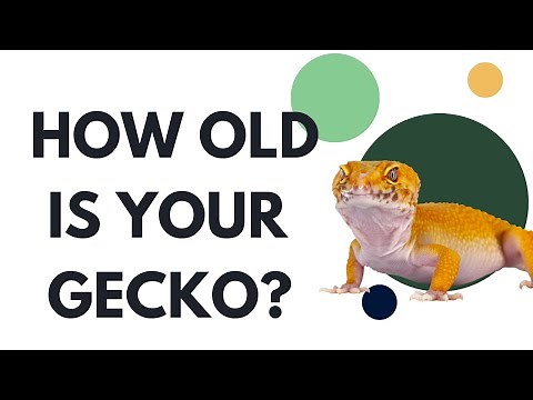 How Old Is Your Leopard Gecko? Here's how to tell!