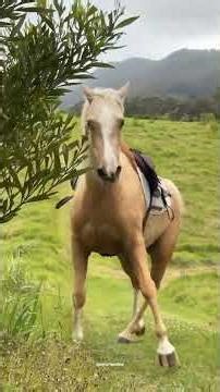 Horses Are the Funniest Creatures #funny #horse #compliation #shorts