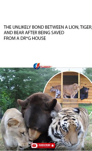 The Unlikely Bond Between A Lion, Tiger, And Bear After Being Saved From A Dr*g House