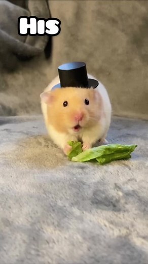 Adorable Hamster Trends on TikTok