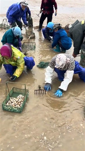 This is how oysters are collected at low tide 🌊🦪 #china #oyster #shortvideo