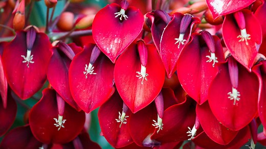 Discover The National Flower of Argentina: The Ceibo