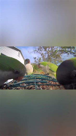Wild Quaker Parrots & Conure Parakeets🌴 Florida, January 🌴