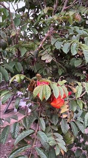 African Tulip Tree Blooming!