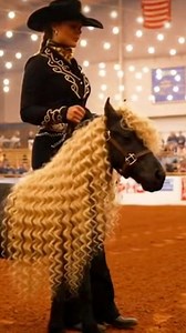 A documented visual process capturing controlled presentation under neutral arena conditions. No explanation provided. No narrative applied. The sequence is presented as observed, with focus on posture continuity, coat presentation, and movement consistency across the demonstration window. #visualprocess #processobservation #visualdemonstration | Cute Mini Pets