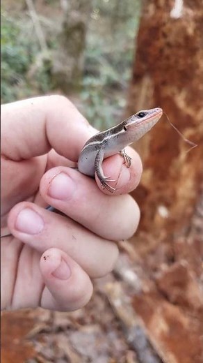 five lined skink #herps #herping #skink #lizard #reptiles