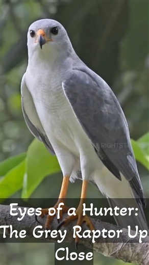 Eyes of a Hunter: The Grey Raptor Up Close #animals #wildlife #nature #birds #greyhawk