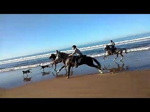 Grand galop sur la plage #Woofing Amazir Cheval