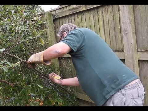 Hard Pruning a Hedge: Reducing a Pyracantha