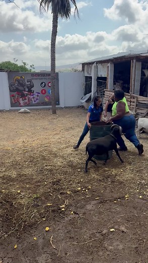 Savage Goat Chases People: Hilarious Moments