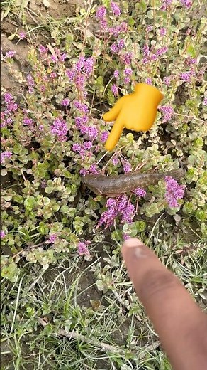 Wow! Amazing Lovely Fish 🐟✨ | Nature Shorts #trending