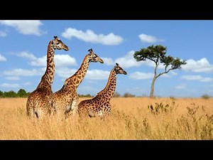 Nicholas Busienei - Corona (2020) [previously unreleased]