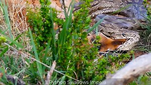 9 Crazy Moments Python Hunting, Swallow Preys