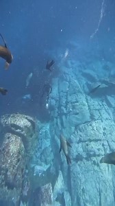 42K views · 1.3K reactions | Freediving is a gateway to inner peace...