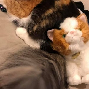 149K views · 91 reactions | Calico cat living in California | CaliCleo | Facebook