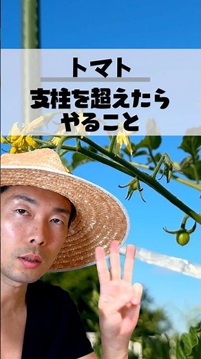支柱を越えたトマト、とまとの しちゅうごえ mp3放置はNG！夏まで穫り続ける3つの作業 #家庭菜園 #家庭菜園初心者 #夏野菜