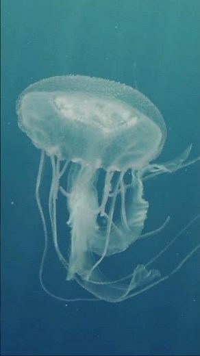 The IMMORTAL Jellyfish That NEVER Dies! #documentary