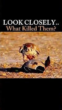 Look Closely: Nature’s Fastest Killer Strikes Without Warning😱 #facts #birds #nature