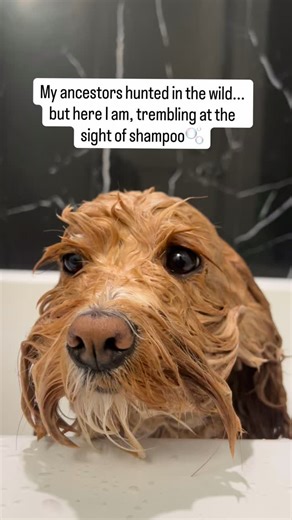 Archie 🐶 on Instagram: "Not a fan of bubbles! [dogs,pets,bath,scared,cute,bathtime,funny,cockapoo] #dogsofinstagram #cockapoo #toronto #cute #dogs"