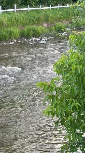Humber River Flowing Through Woodbridge Peaceful Nature Walk #HumberRiver #Woodbridge #Vaughan #GTA