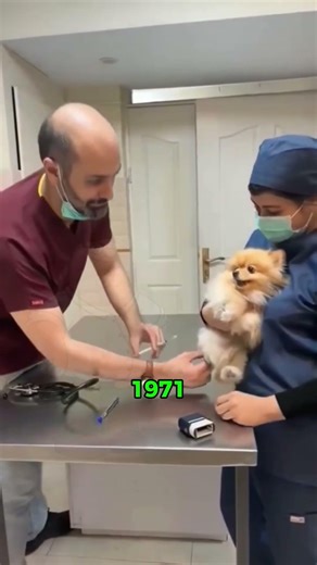 Dramatic ahh doggo 😭 #dogmemes