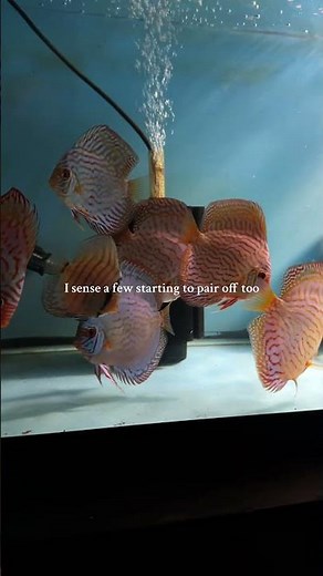 Turquoise discus 10 months old #fishkeepinghobby #aquarium